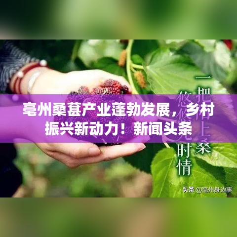 亳州桑葚产业蓬勃发展，乡村振兴新动力！新闻头条