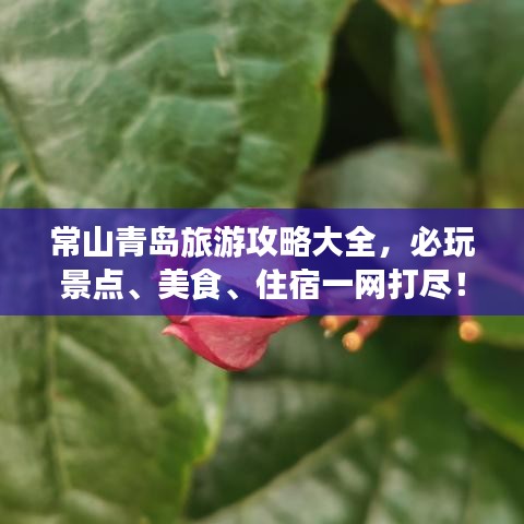 常山青岛旅游攻略大全，必玩景点、美食、住宿一网打尽！