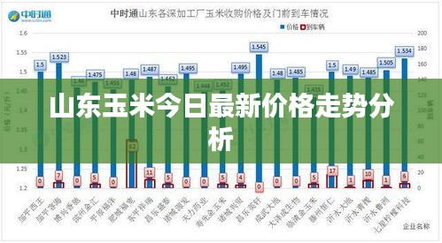 山东玉米今日最新价格走势分析