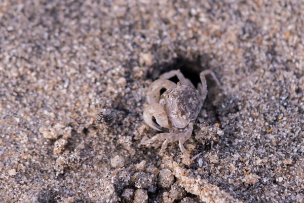 沙蟹单机版及桌面宠物官方下载，新手友好操作指南与可靠性方案操作入门版_v8.760